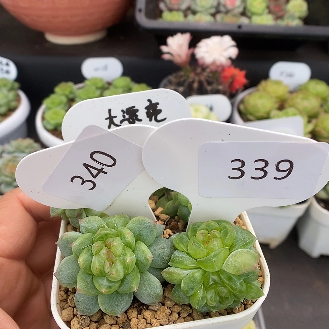 鱼****一物一拍一物一拍926-339-340