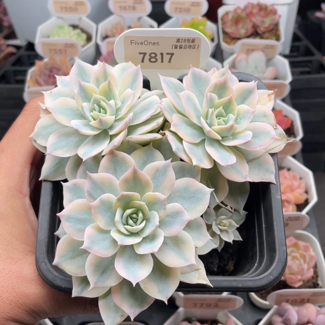 皮氏锦7817-13厘米