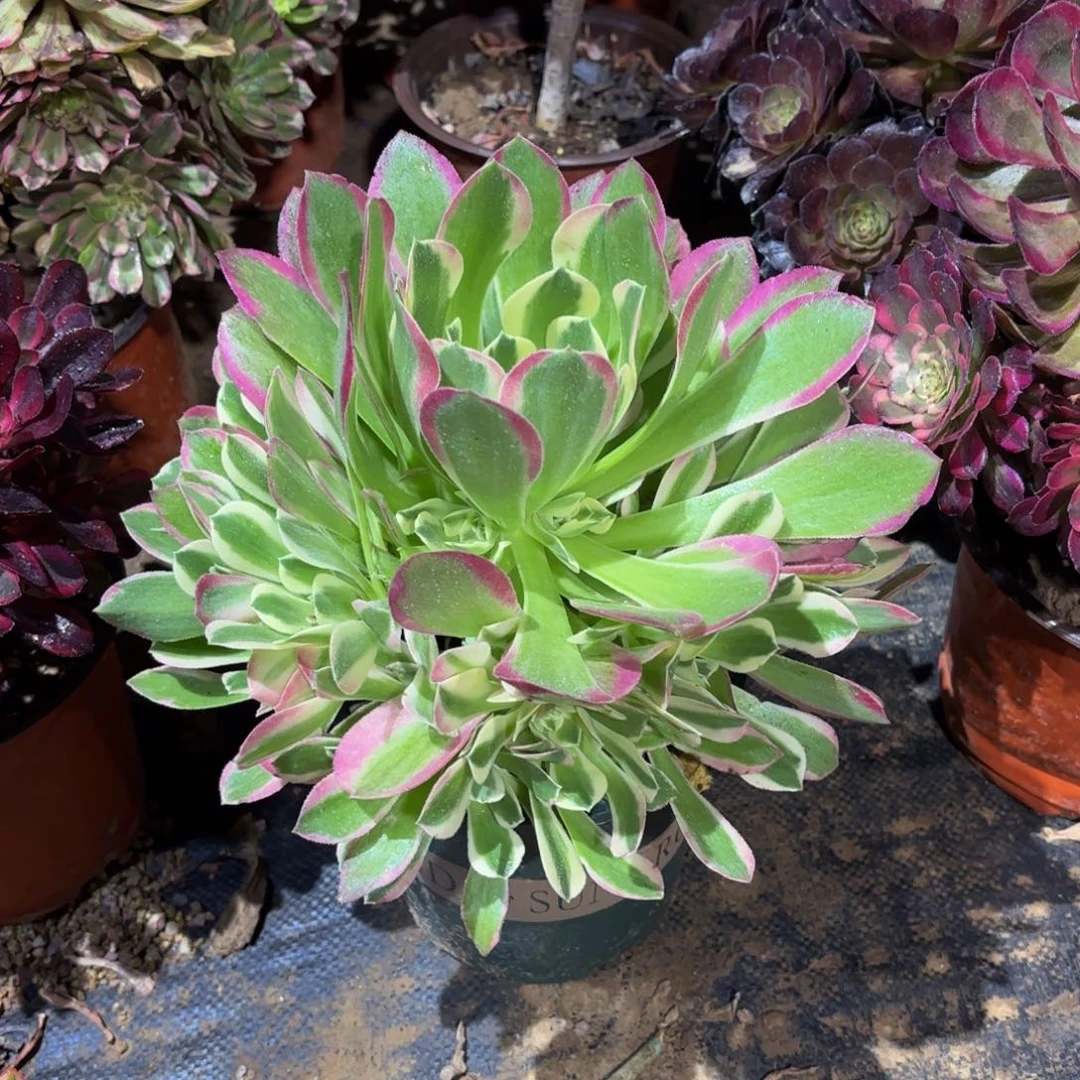 雨花石9.9多肉植物