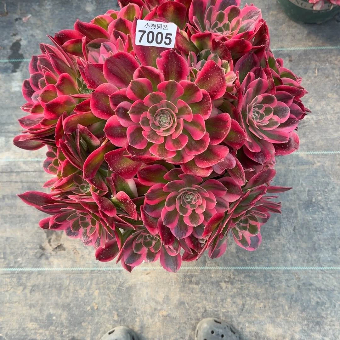 巧***塔粉女巫多肉植物7005