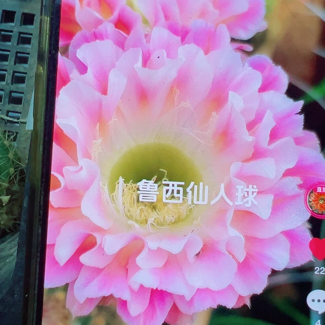 彩草 云羽侧芽满20包邮
