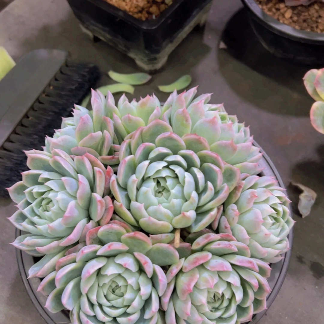 哆****?孤星，多肉植物，