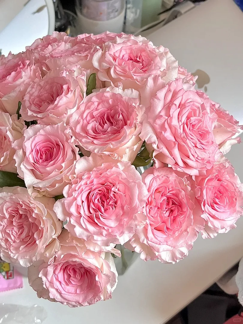 洛神玫瑰  三单京东 花苞需醒花摘叶 揽收无法退款