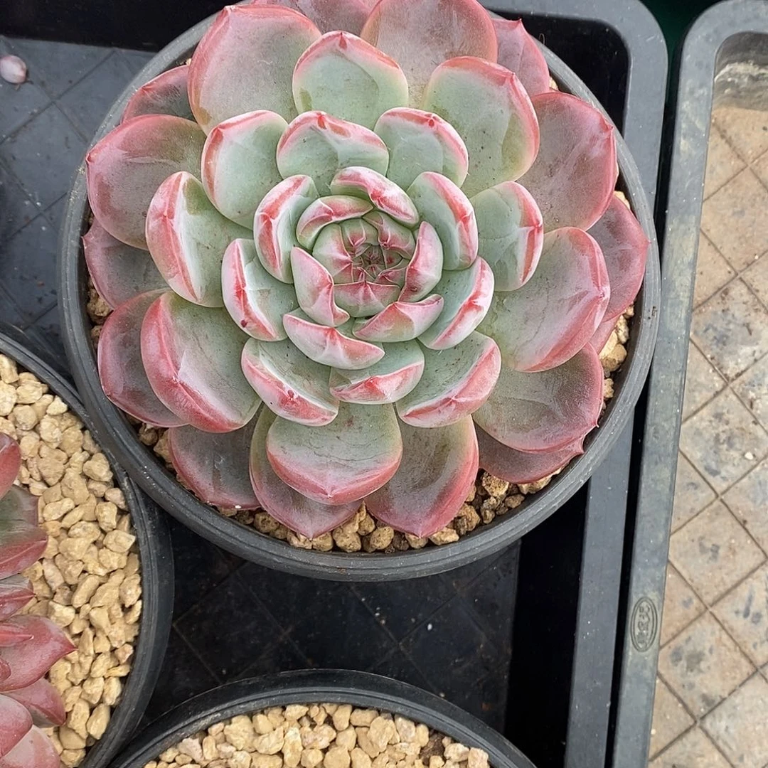 红鸾18盆包邮。