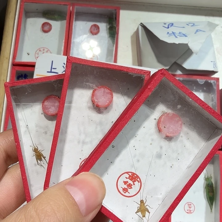 十***道蟋蟀中黄蛉短须三条