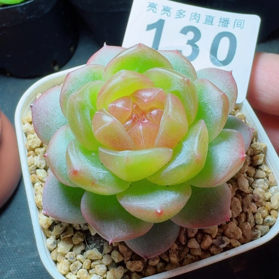 追月珍妮            精美多肉植物