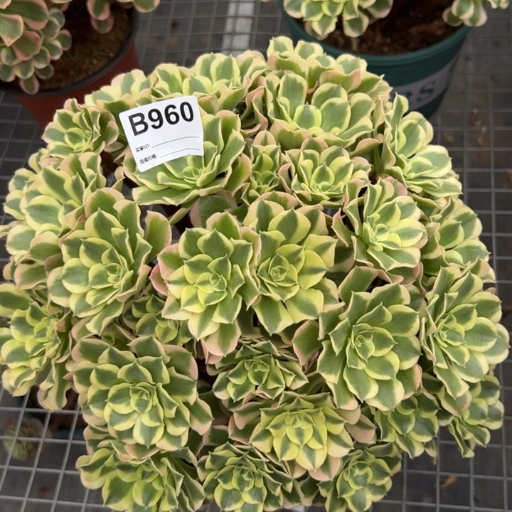 960白凤30厘米左右