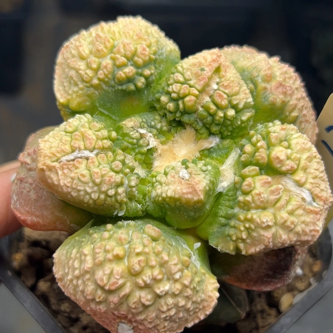 151 仙人球的比赛将于