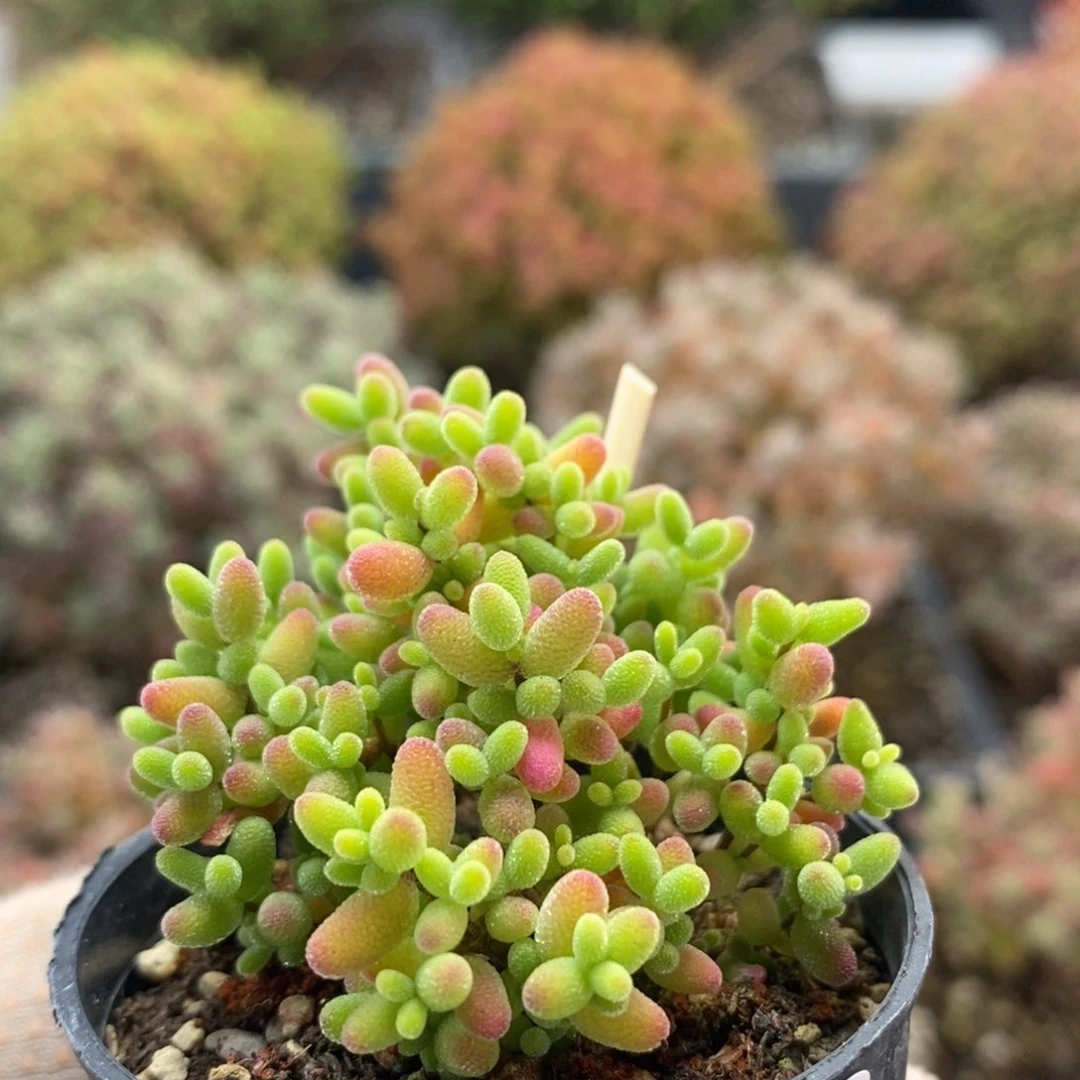 蜜橘糖球8538枝干番杏