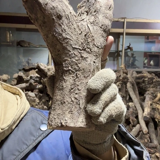 香榧木十**生火琉璃的故事毛料吧，料