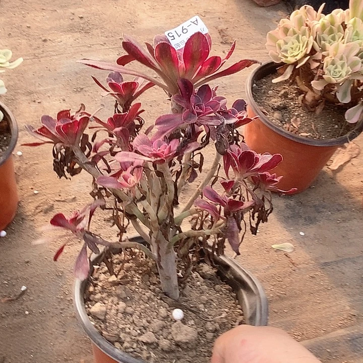 915香奈儿多肉植物法师