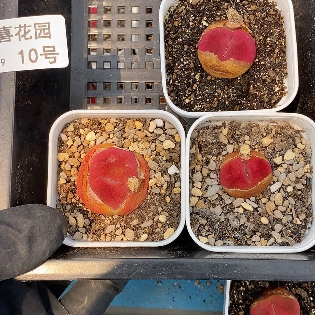 嘟*桃喜花园0529-10蟠桃3颗