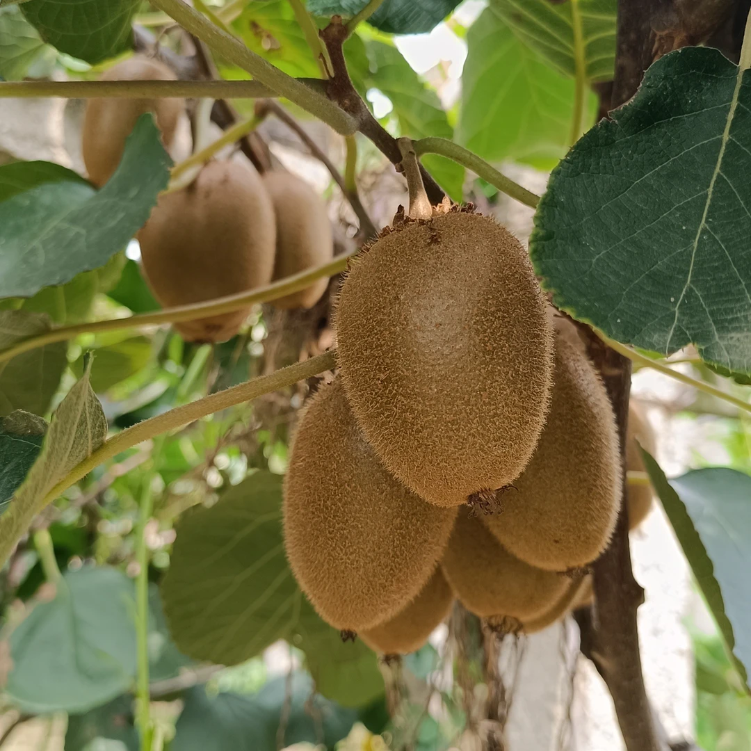 徐香猕猴桃陕西眉县猕猴桃绿心徐香猕猴桃新鲜采摘当季水果