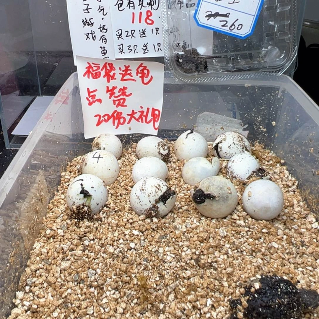 母小鳄龟不退不换