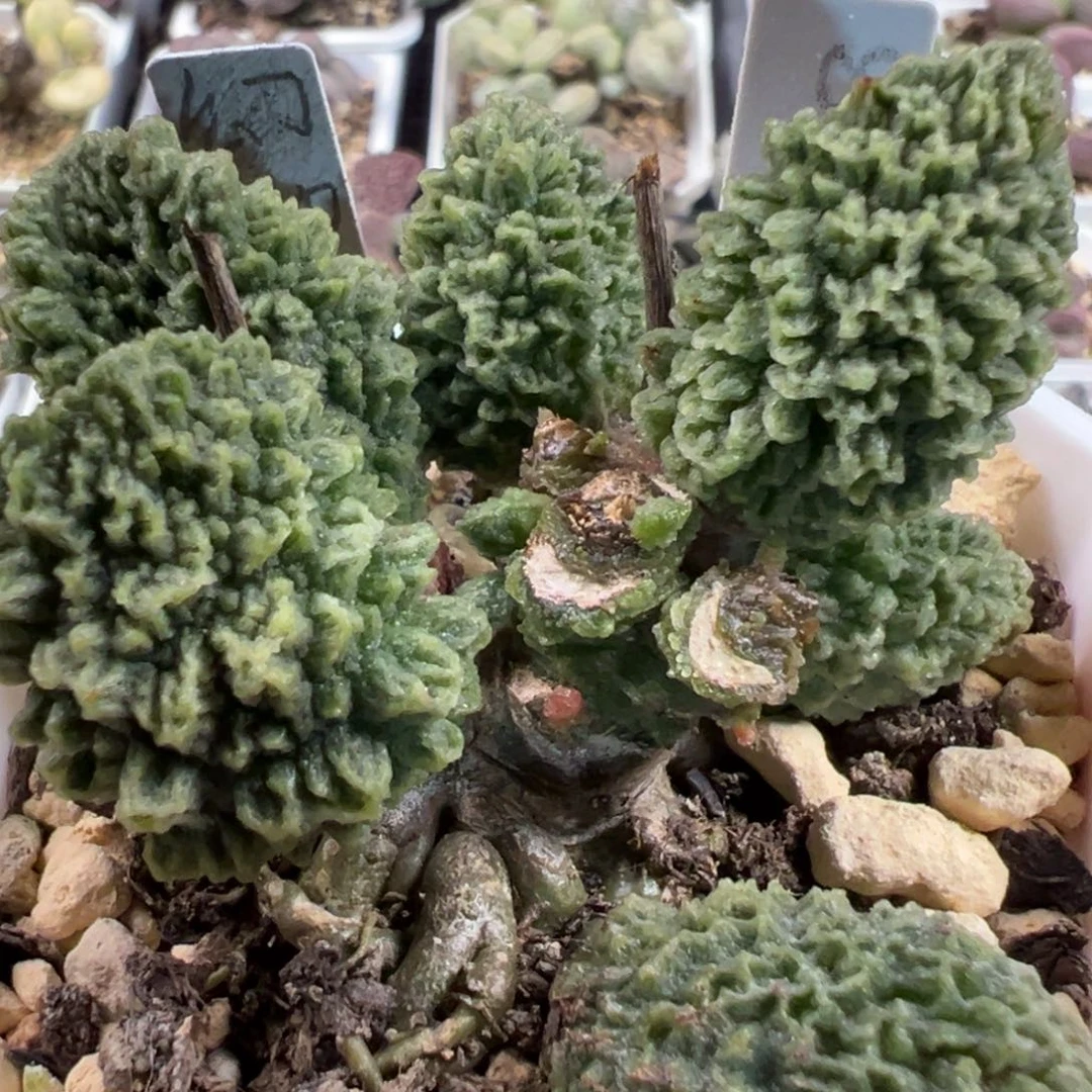 幻神多头纯木质的桩多肉植物