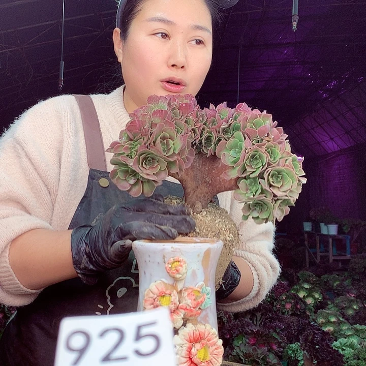 柒柒精品多肉脱土发货不包断侧枝925