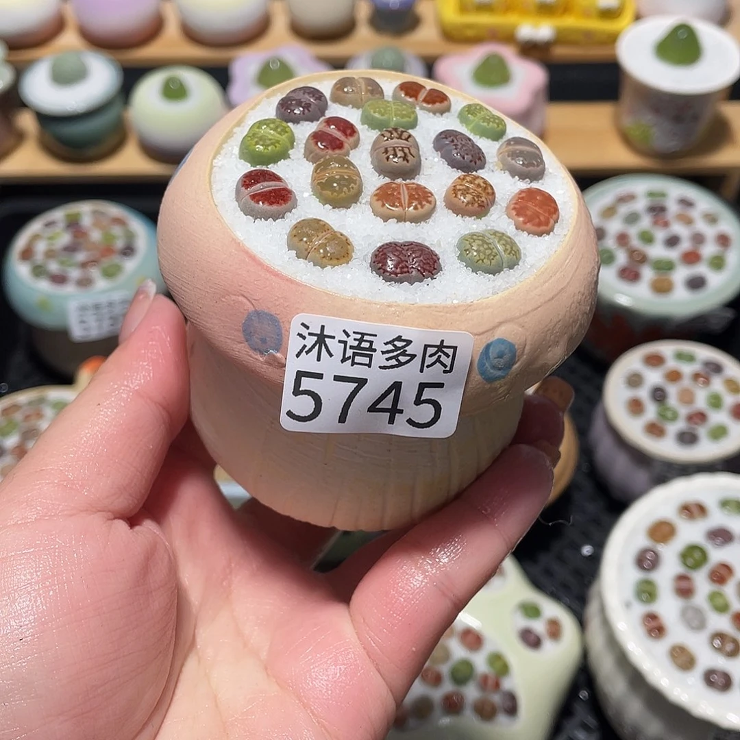 带盆土植物 一物一拍5745