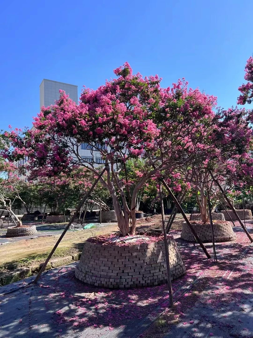 紫薇造型盆景地景花卉别墅庭院花园直播间一物一拍
