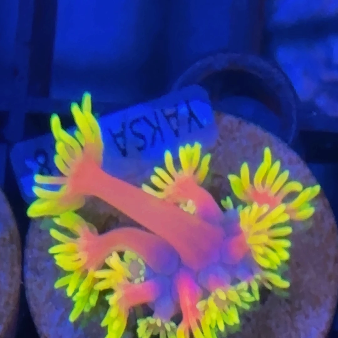 纽扣珊瑚金发女郎