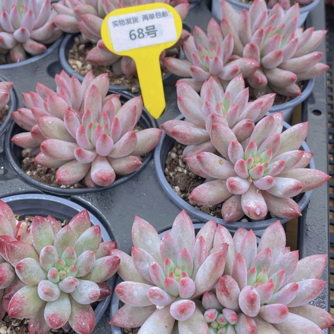 68号 虞美人大双头一个