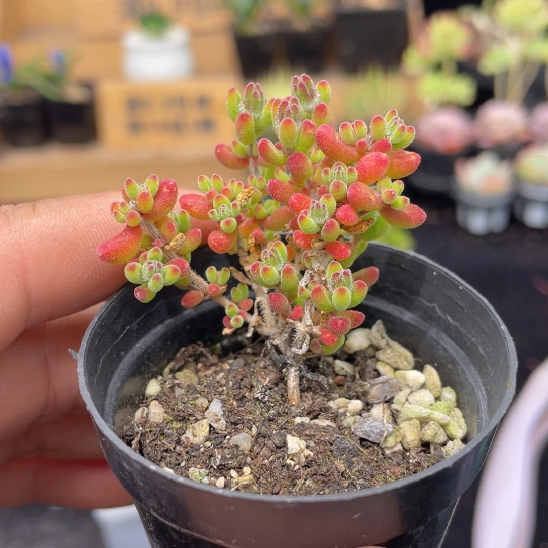 红宝石枝干多肉9.9包邮发货