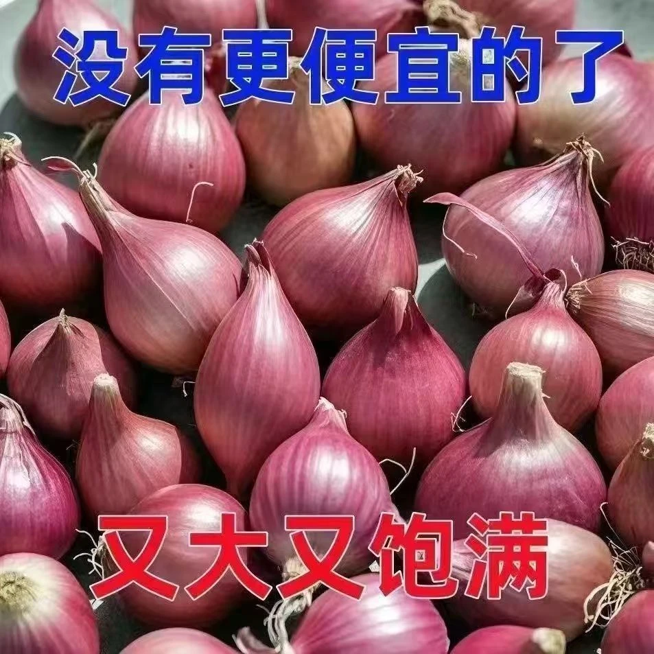 四川农家红葱头香葱火葱自家种盆栽四季种植蔬菜四季小香葱红头葱