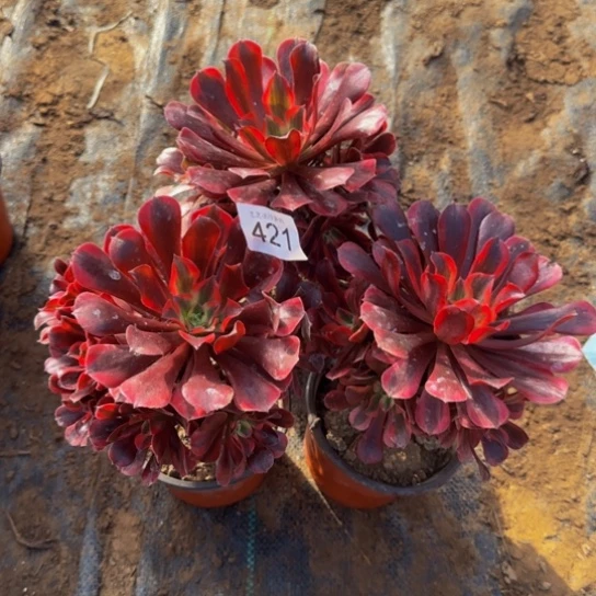 张***诺美杜莎3颗3号棚421