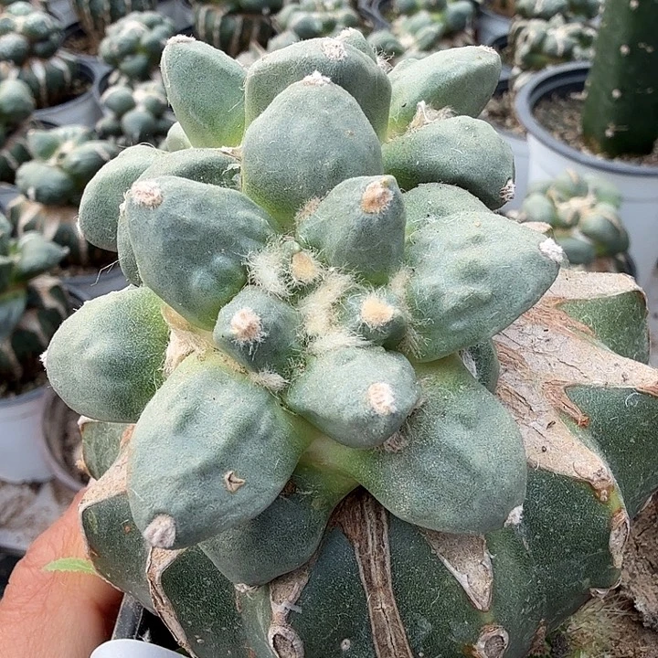 无花朵121白肌双头怒涛