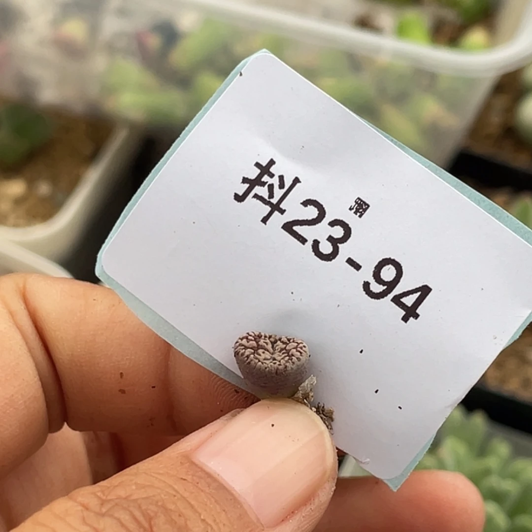 水***冻23-94肉锥多肉植物