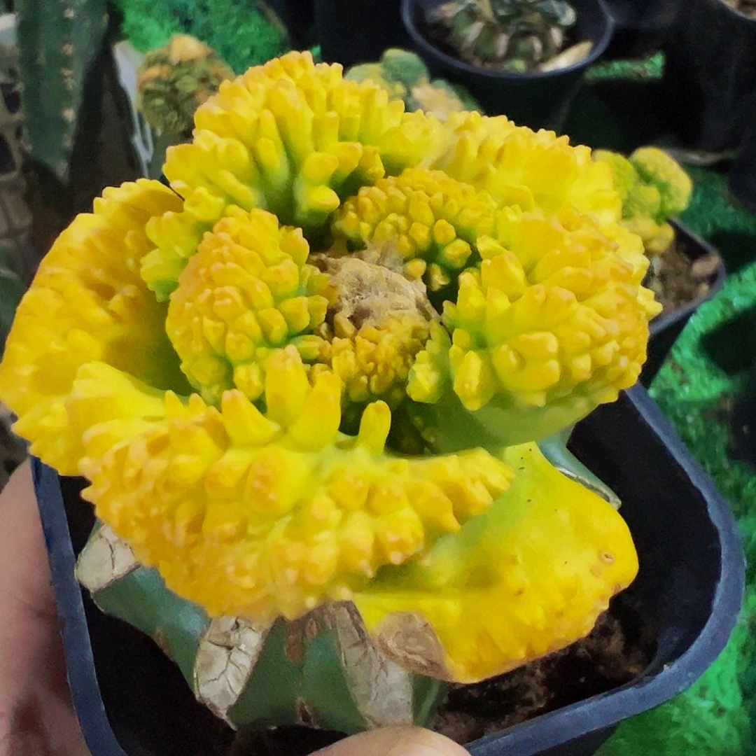 斑***上无花朵大尤哥斯拉牡丹锦微瑕疵259