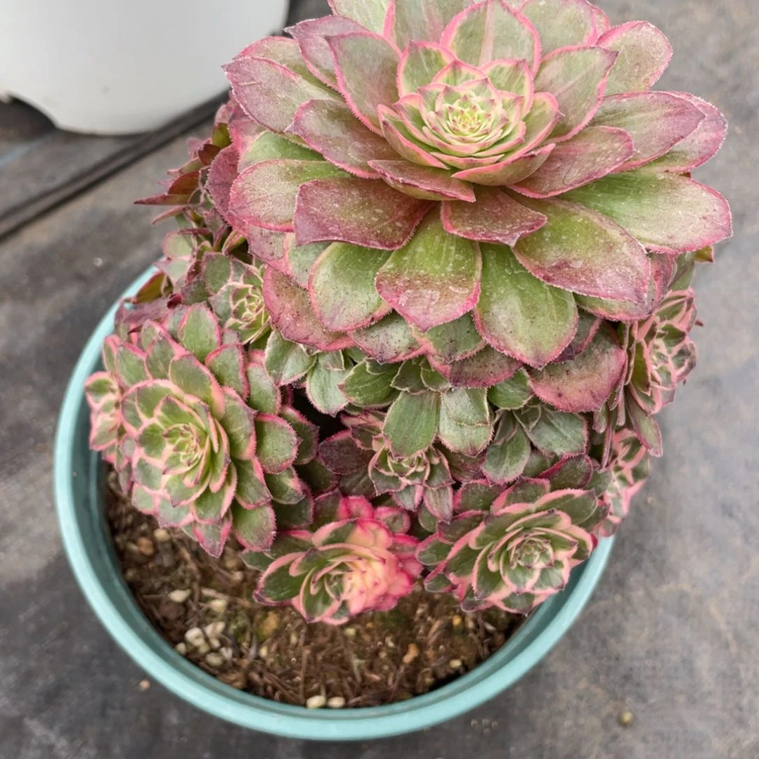 紫砂茶杯9981分反反复复方