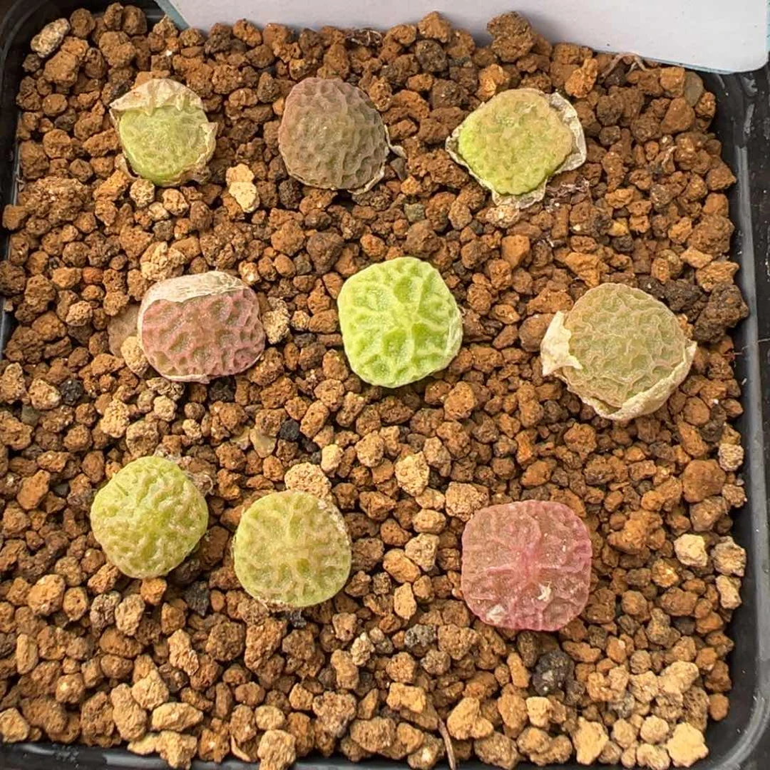 4-90量拍PVb9479超级烧麦一颗。多肉