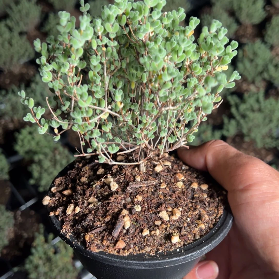 120盆老桩造型莱斯精品