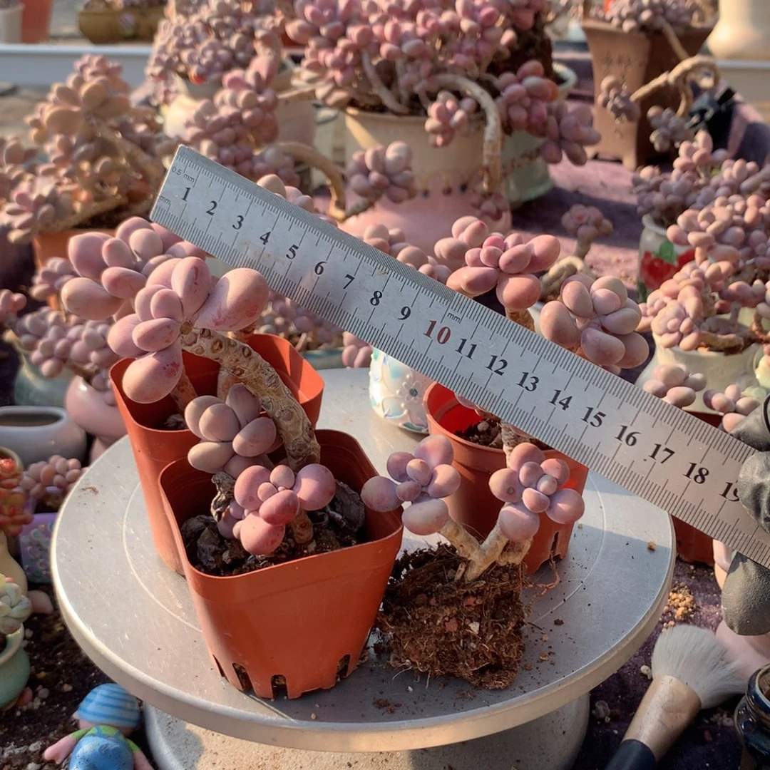 4颗不带盆偏远地区不包邮的有瑕疵