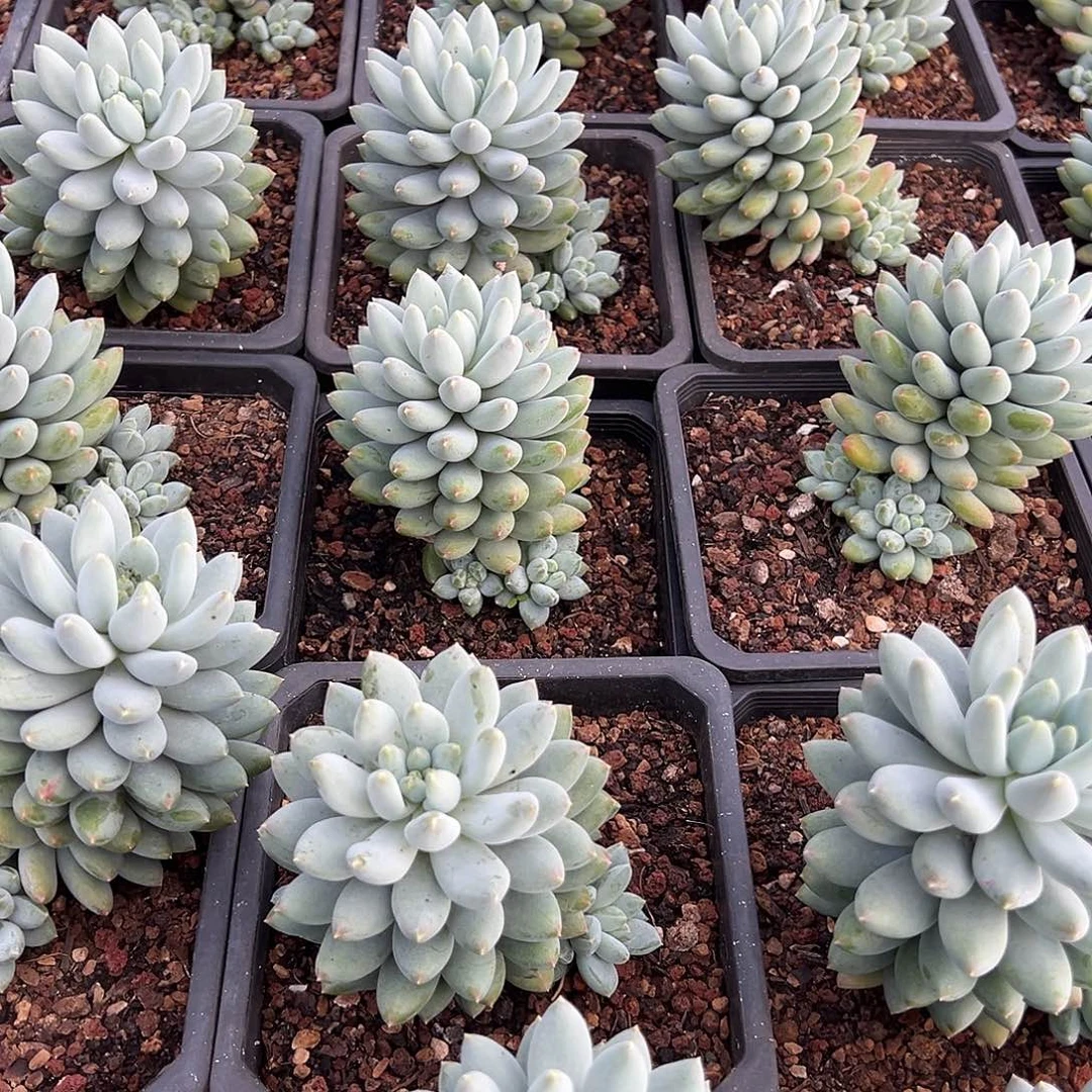 星月菩提群生14盆口多头可挑