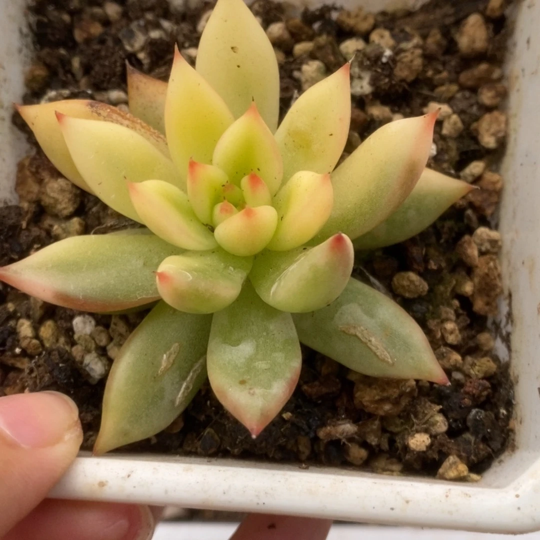 414西亚锦锦锦锦锦锦锦