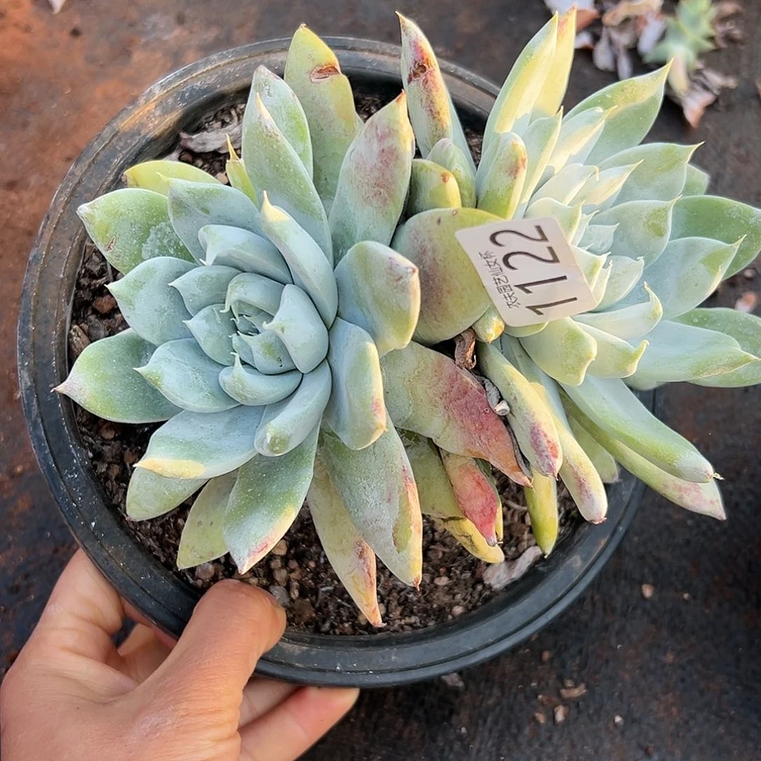 赛琳娜仙女杯多肉。