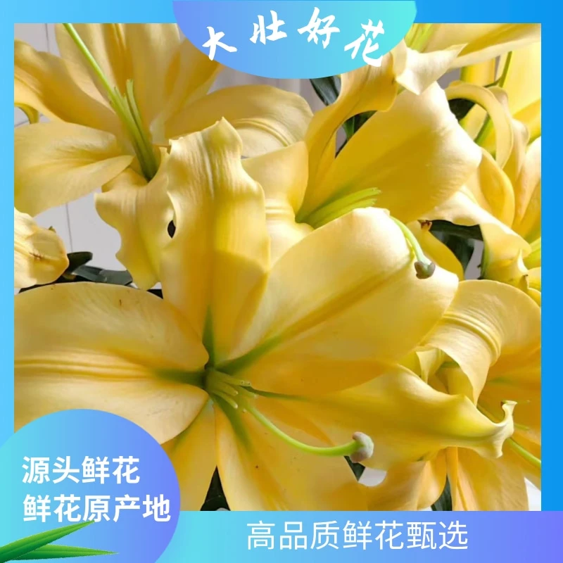 【黄百合】大壮好花  云南基地直发