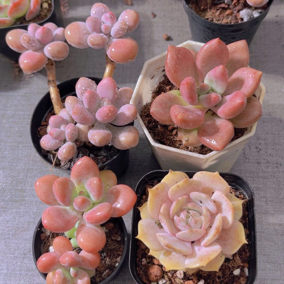 桃蛋。桃花源。洛神。露娜莲