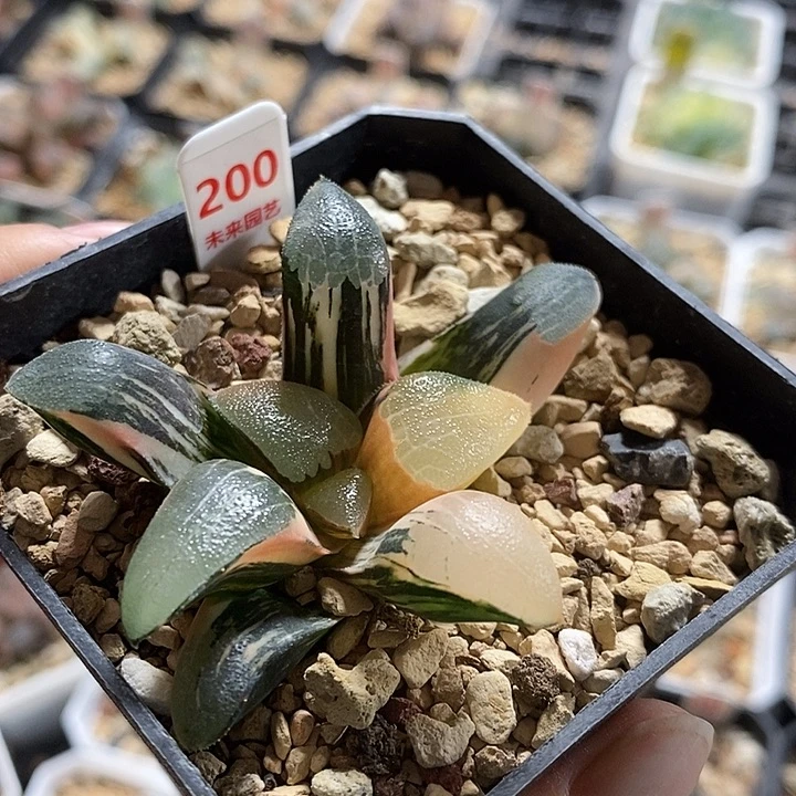 *****200丘比特克锦一物一拍