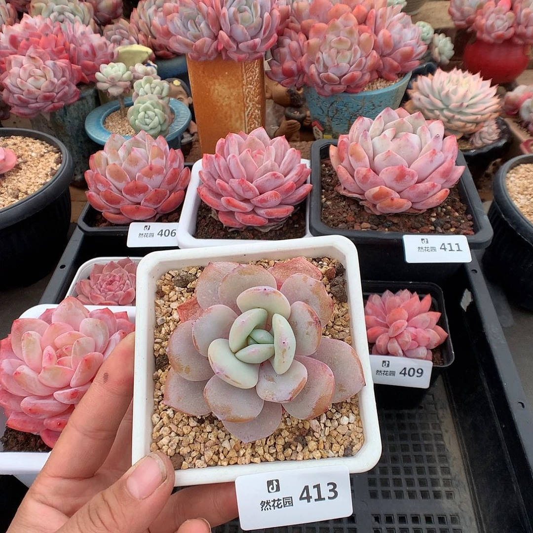 413奶茶多肉植物666