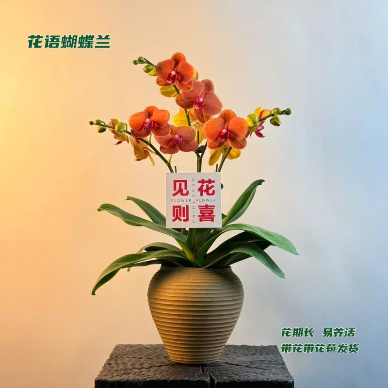 蝴蝶兰【金桔】 带花带花苞发货 室内客厅阳台花卉 好养易活