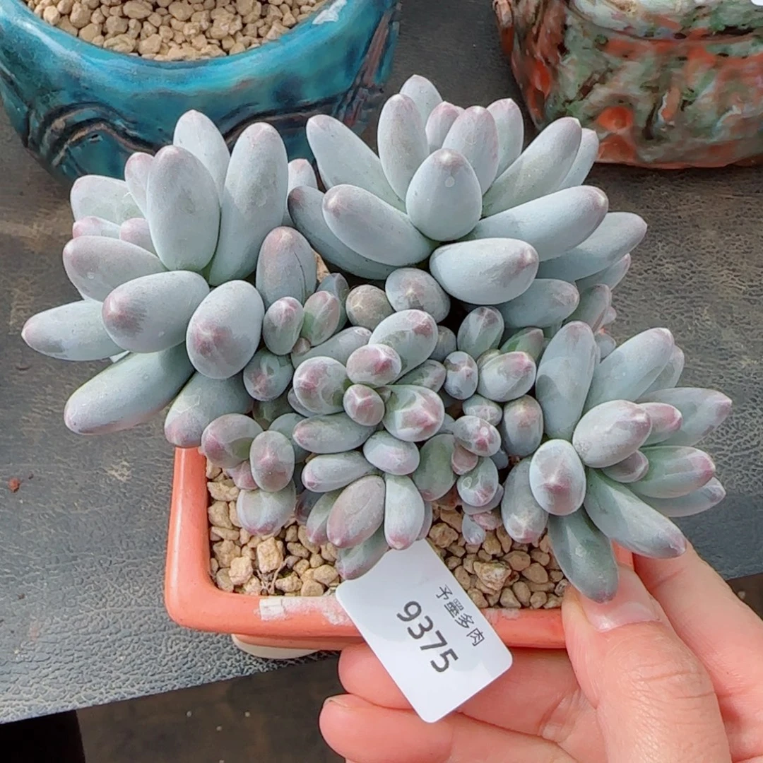 乌拉奶，9375多肉植物