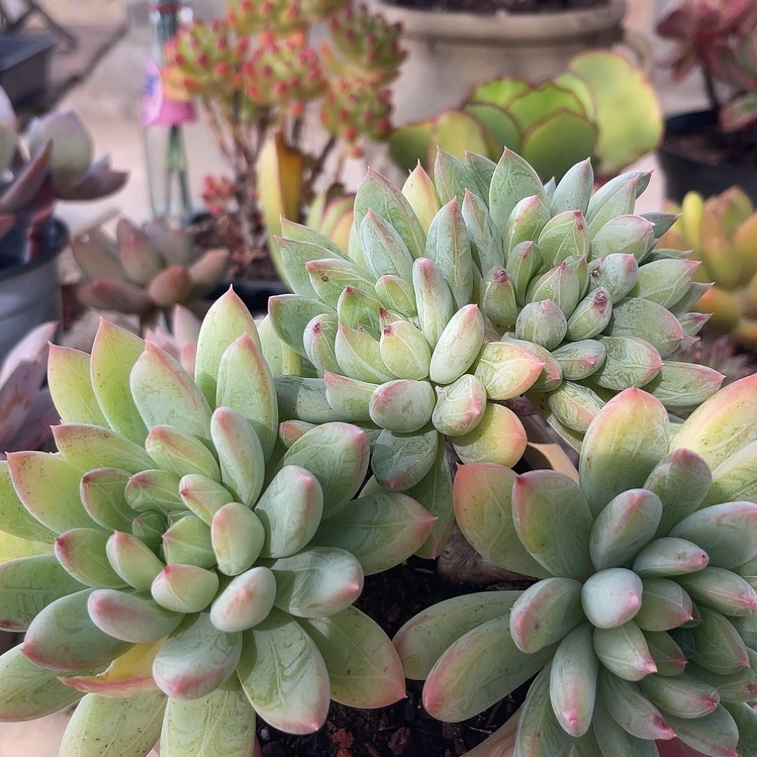 黄金。 1111111111111111