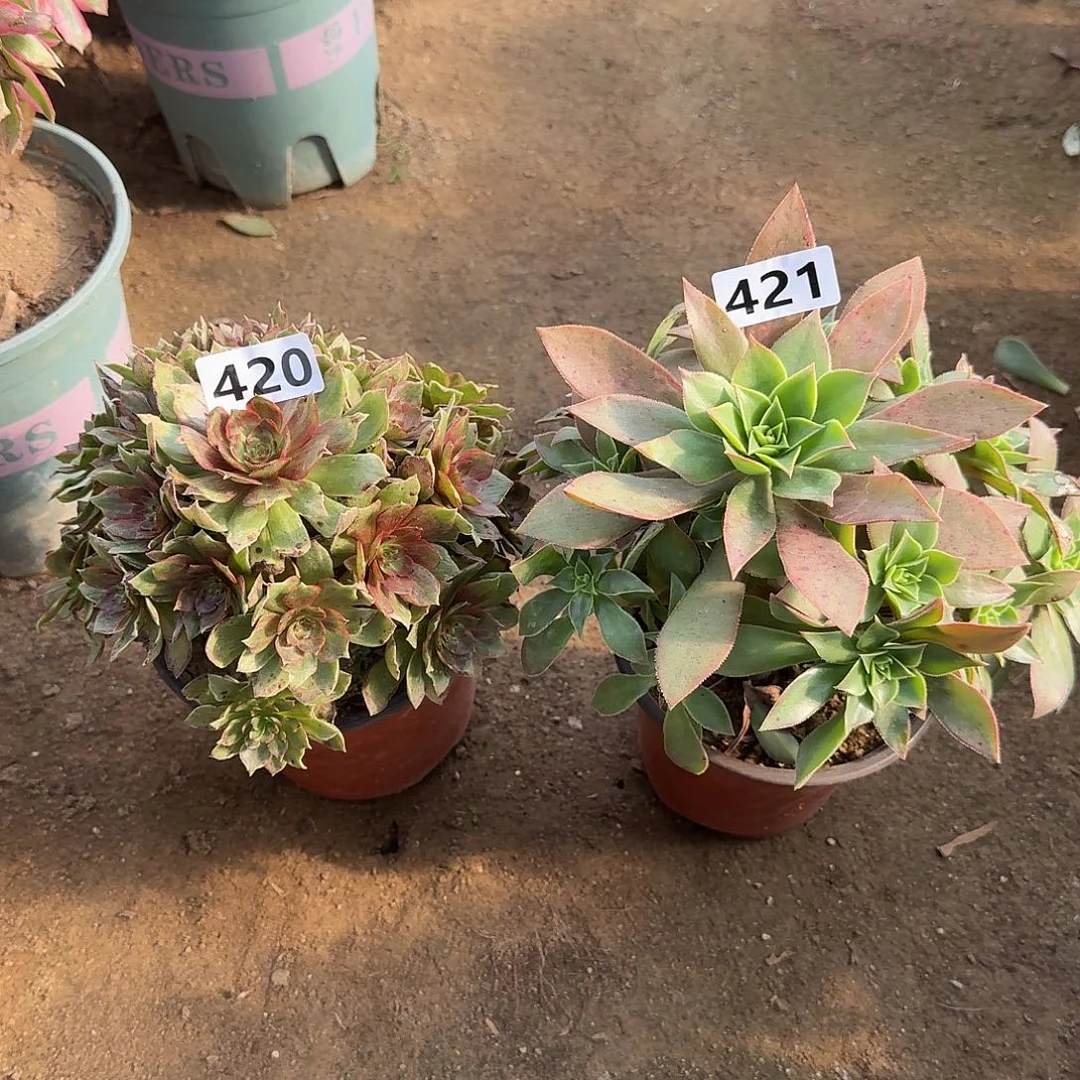 法师2个420-421号