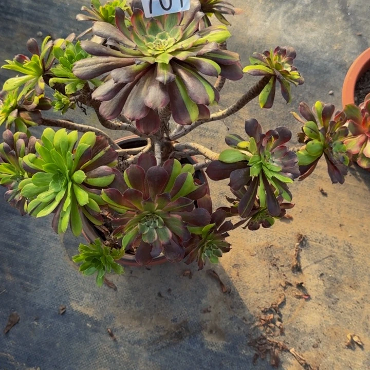 00000000000701粉黛