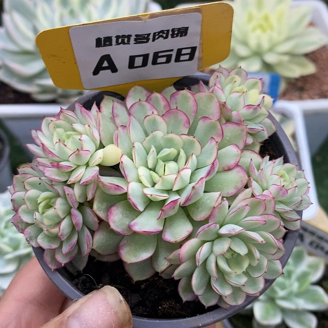 68群生梦幻玫瑰哈哈哈哈哈