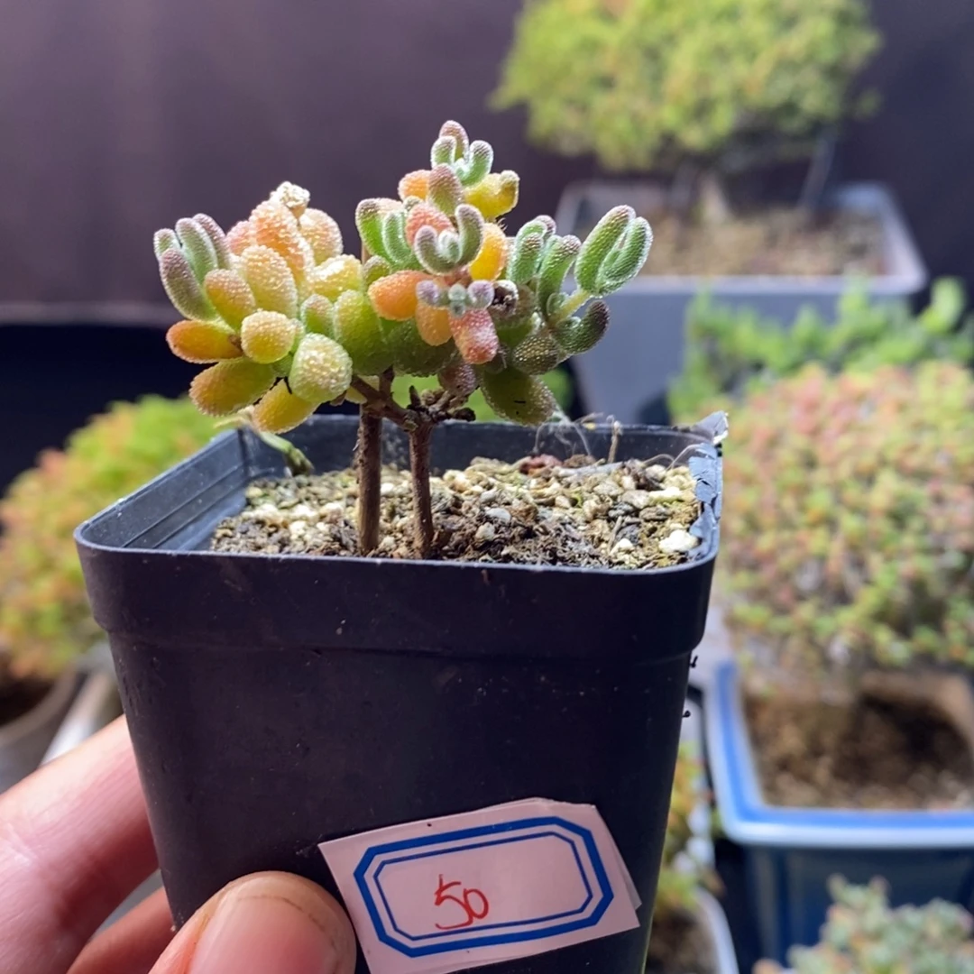 无花朵50号优选冰晶枝干（直杆）