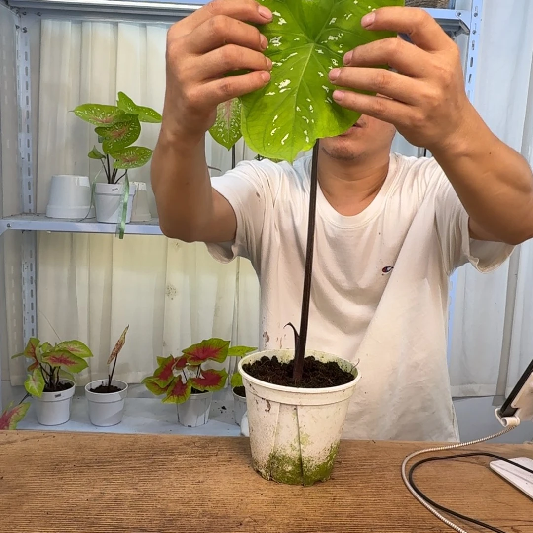 无花朵柠檬汁   0108