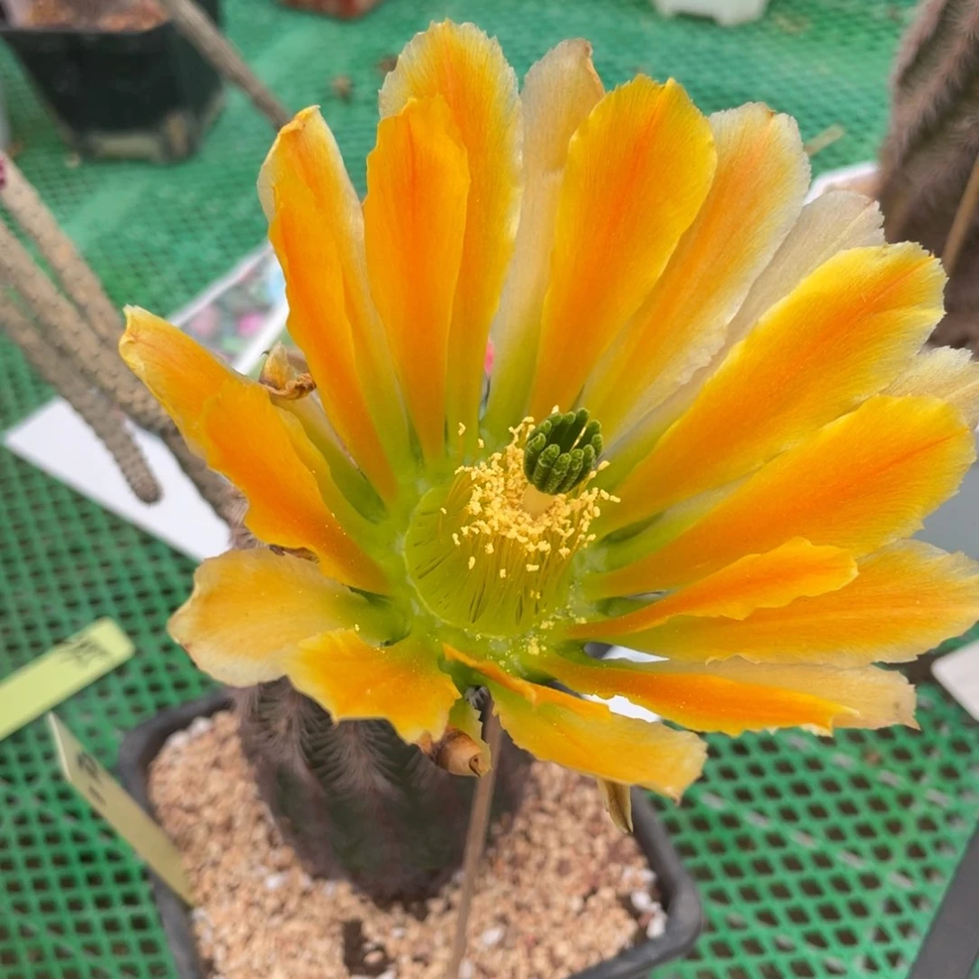 鹿角柱实生仙人球锦御旗